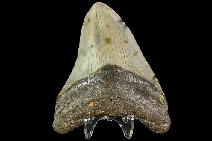 Fossil Megalodon Tooth - North Carolina #109718
